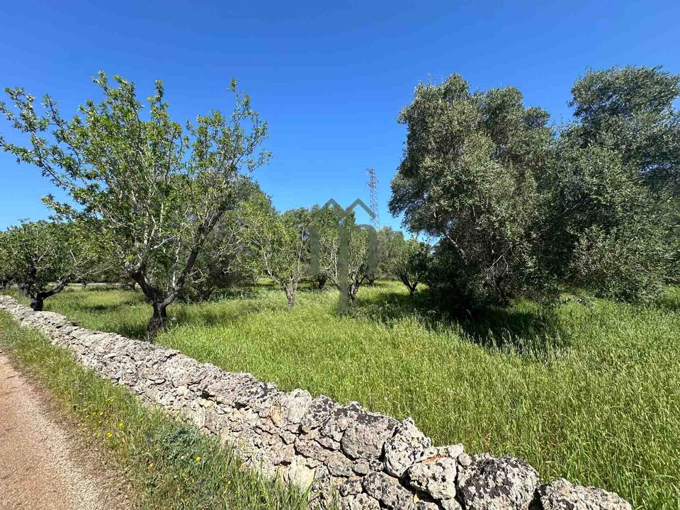 Tomt i Carovigno, Brindisi - bilde 5